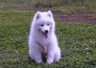 萨摩耶流泪是咋回事(为啥)