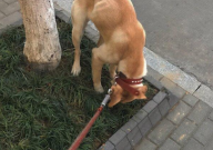 怎么教哈士奇定点排便(方法)