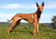 惠比特犬多少钱一只（幼崽）