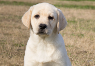 拉布拉多长大后多少斤（算正常）