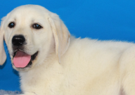 拉布拉多皮松正常吗（怎么回事）