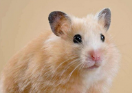 仓鼠用水洗澡然后吹干可以吗(会死吗)