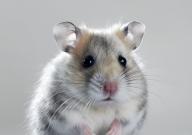 仓鼠长的快吗(快不快)