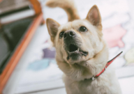 中华田园犬性格温顺吗(温和吗)