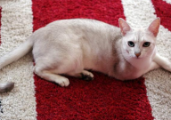 宠物火化需要哪些审批(手续)