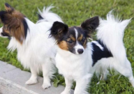 蝴蝶犬有几种(类型)