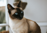 新手养暹罗猫的注意事项（有哪些）