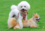 博美犬好还是比熊犬好(区别)