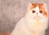 波斯猫是哪国的(品种)