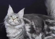 缅因猫起什么名字好听（又可爱）