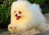 博美犬从多大开始训练怎么训练(比较好)