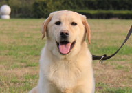 拉布拉多有黄色的吗（棕色）