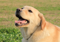 拉布拉多可以吃提子吗（为什么）