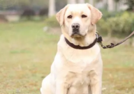 拉布拉多黑色和白色哪个好（区别）