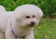 比熊吃肉会有泪痕吗(为什么)