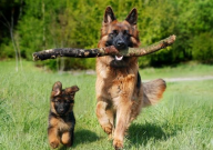 德国牧羊犬特点（介绍）