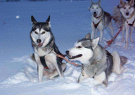 怎么挑选哈士奇（要注意的点）