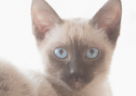 暹罗猫适合什么人养（好养吗）