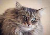 挪威森林猫价格（多少钱一只）