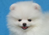博美犬气喘怎么办(怎么治)