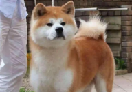 秋田犬训练方法（教程）
