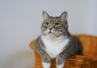 夏季猫粮怎么保存(最好)