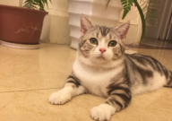 宠物猫身上有蜱虫吗(怎么治)