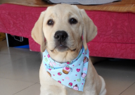 拉布拉多喝什么水（自来水还是矿泉水）