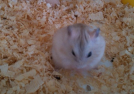 冬天的仓鼠怎么养(教程)