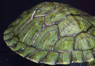 巴西龟活泼吗(很活泼好不好)