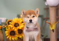 柴犬和哈士奇哪个好(对比)