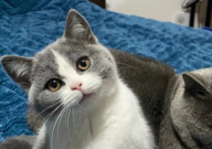 宠物猫有眼屎是怎么回事(怎么办)