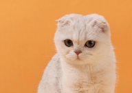 折耳猫的尾巴都硬吗(为什么)