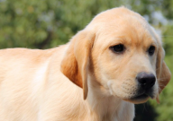 拉布拉多眼底红正常吗（怎么回事）