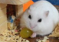 仓鼠受伤流血怎么办(不吃不喝)