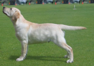 拉布拉多可以吃猪肝吗（有营养吗）