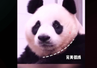 爱宝出月子后喜提双下巴（完美弧线）
