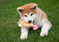 秋田犬不能吃的食物(有哪些)