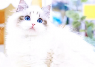 布偶猫喜欢玩什么(玩具)