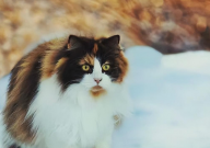 挪威森林猫缺点(包括哪些)