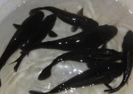 鱼缸养黑色锦鲤有讲究吗（有啥说头吗）