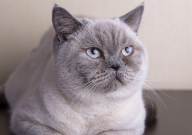 英国短毛猫值多少钱(一只)