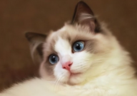 养布偶猫赚钱吗(繁殖)