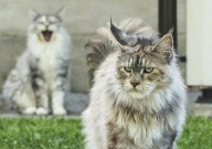 缅因猫哪个花色最贵(多少钱一只)