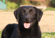 两个月的拉布拉多有多重（正常）