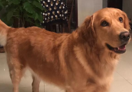 农村养金毛合适吗(要注意什么)