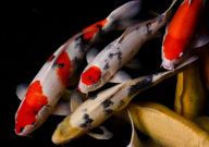 锦鲤变黑是怎么回事(身体)