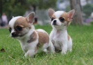 吉娃娃多大可以洗澡(幼犬)