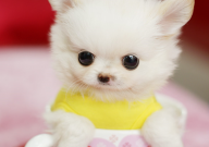茶杯犬会咬人吗(为什么)
