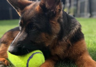 纯种德国牧羊犬多少钱（一只）